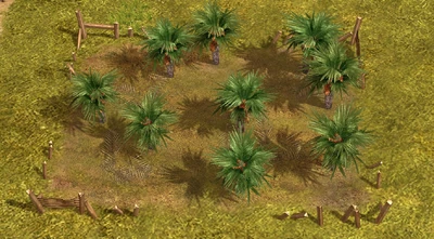Date farm field