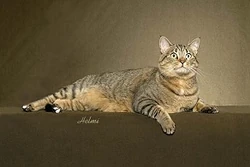 Blackmacktabby3