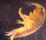 Freshshrimp