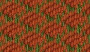Red wheat