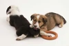 Puppy biting
