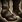 Ico boots med