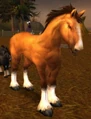 Havenshire Stallion.jpg