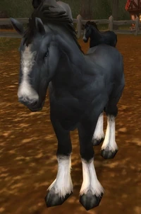 Image of Havenshire Colt
