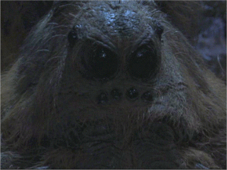 Aragog Harry Potter