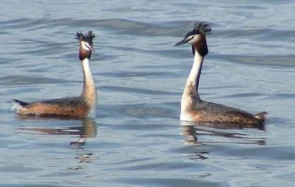 AS GCGrebe.jpg