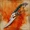 Dragon Talon