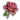 Rose oil