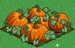Pumpkin extra100