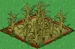 Rice withered