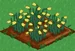 Daffodil 66