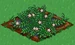 Cranberry 66