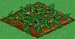 Watermelon 33