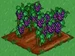 Grape 100