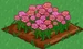 Pink Rose 100