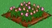 Pink Rose 66