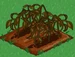 Coffee withered