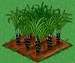 Sugar Cane 66