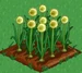 Onion 66