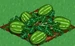 Watermelon 100
