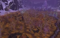 ForlornWoods.jpg