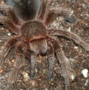 Spider1