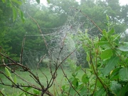 Arachne's Temple-Gardens