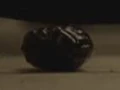 Sopophorous bean.jpg