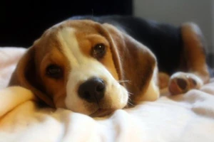 Beagle cute puppy 2