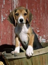 Beagle dog puppy