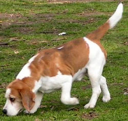 Beagle hunting