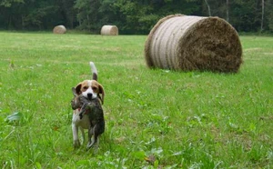 Beagle hunting 2