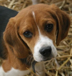 Beagle portrait