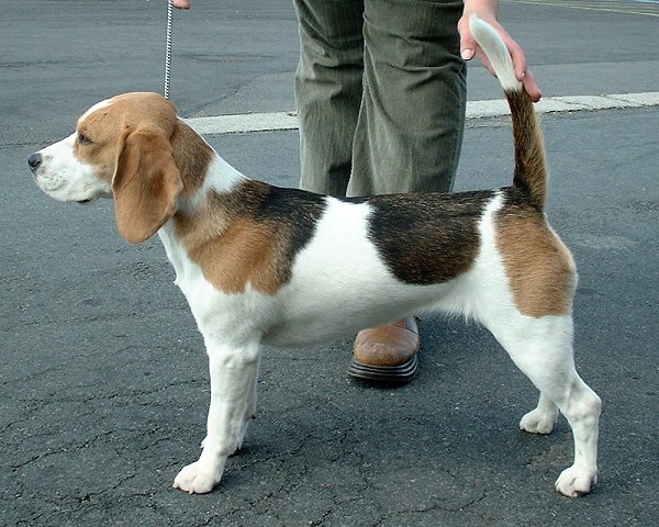 Beagle The Dog