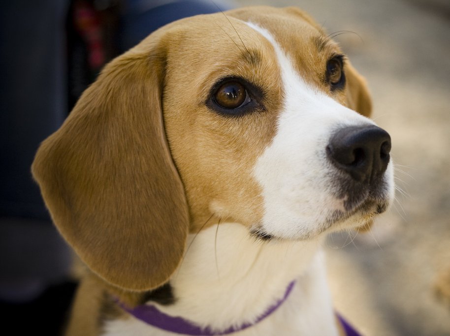 Beagle Blue Eyes