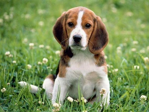 English Beagle