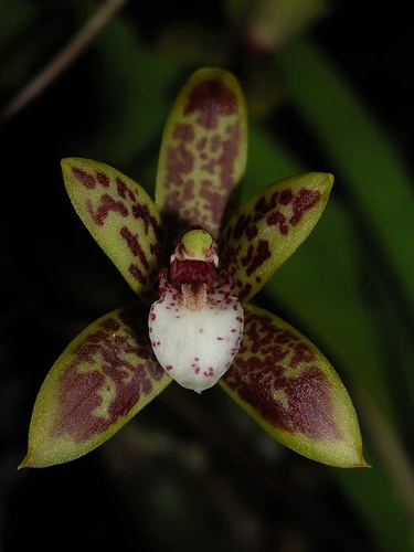 Cymbidium Canaliculatum