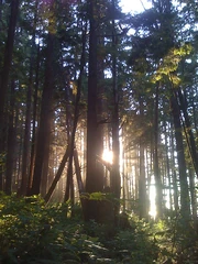 Rainforest sunset