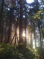 Rainforest sunset.jpg
