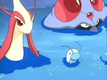 EP387 Barboach, Milotic y Tentacruel