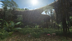 NewJungle