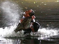 Tony roy canal