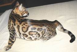 Leopard Bengal.jpg