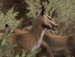 Deer