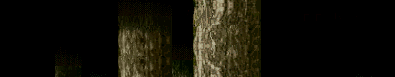 Lf1