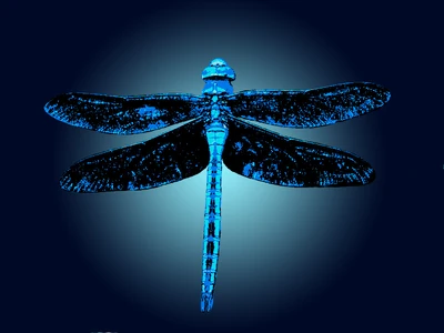Dragonfly Fun Logo