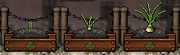 Onion Gardening