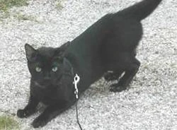 Black Bengal