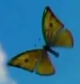 Butterfly.jpg
