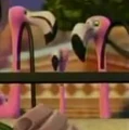 Flamingos.jpg